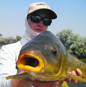 Carp1