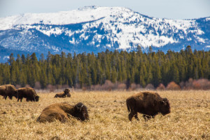 Part of the Yellowstone bison herd that visits their ancestral calving grounds on the YPR each spring. PHOTO BY WES OVERVOLD