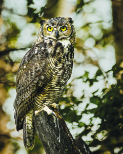 Great horned owls are typically “on the nest” this time of year.