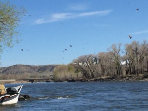 Coming off the water in droves, caddis will be seen on many of our local rivers into mid-May. Whether you’re in the right place at the right time, and on a river that is fishable, is equal parts ideal weather conditions and educated guess. PHOTO BY SEAN MERELY/MONTANA FISHING GUIDE SCHOOL