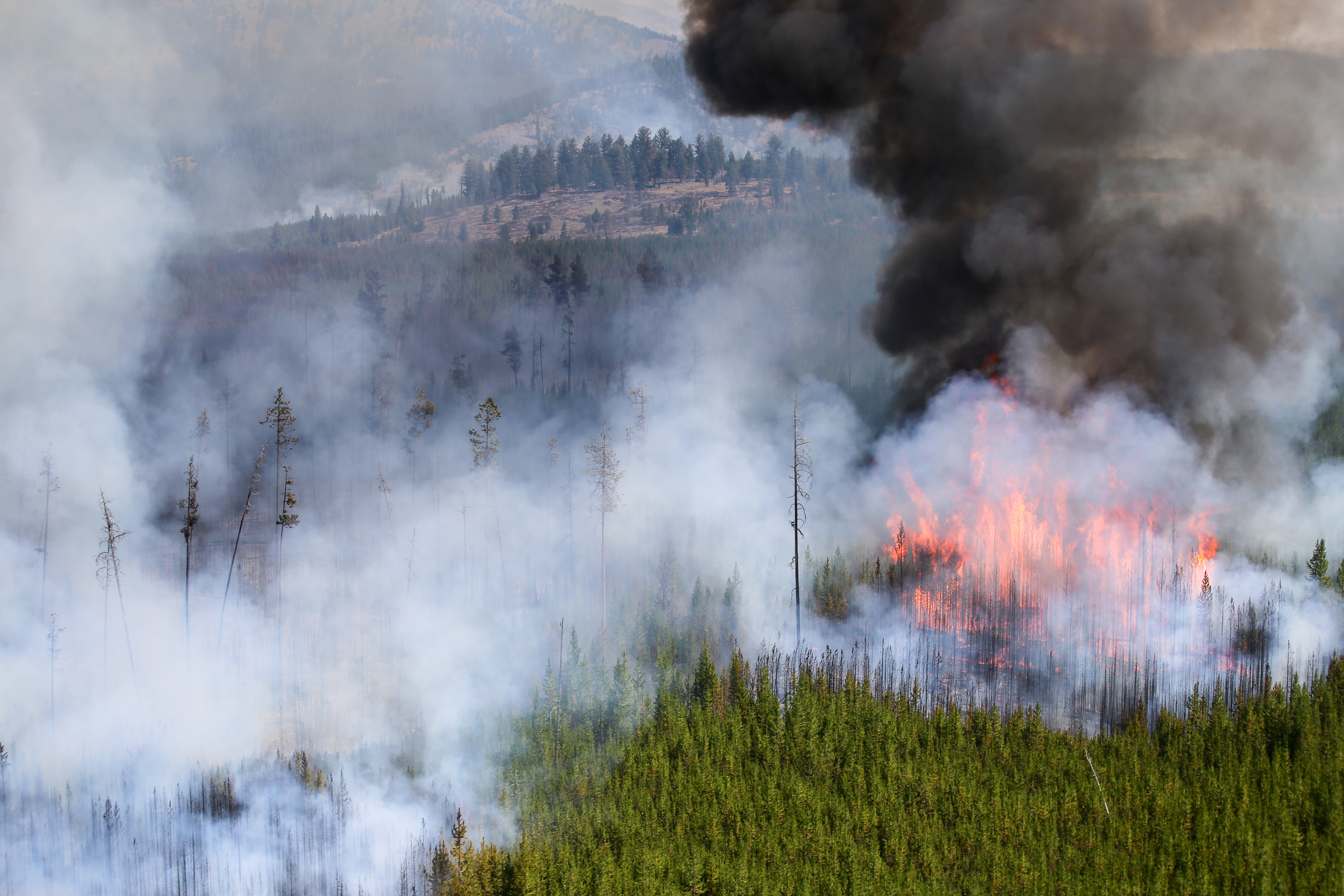 At the Maple Fire, trees torch in the foreground while a burn mosaic is visible in the background. NPS PHOTO