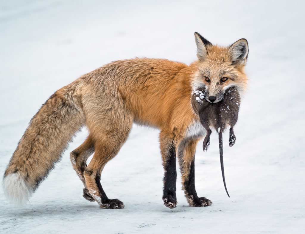 WILDLIFE HONORABLE MENTION: AMATEUR Greig Huggins of Sandy, Utah, took this image of a fox with a muskrat above LeHardy Rapids on a late October day. “This was one of my most magical and memorable days in Yellowstone Park!” he said. 