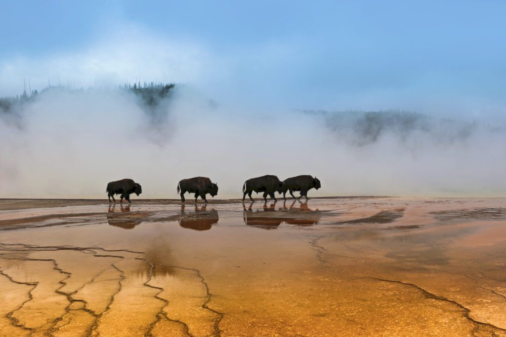 WILDLIFE HONORABLE MENTION: AMATEUR Nancy McKenzie of Martin, Tennessee, took this image at Grand Prismatic Spring. She reached the spring on a foggy and chilly September morning and found four bison trotting around. “They stood still for about 30 seconds, then abruptly turned and went back the way they came,” she said. 