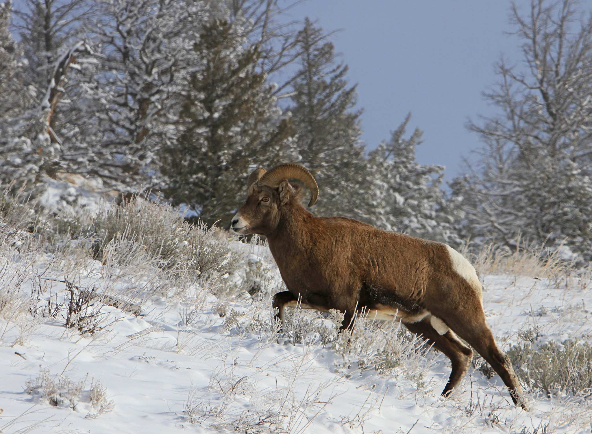Third bighorn sheep reintroduction planned in the Madison Range