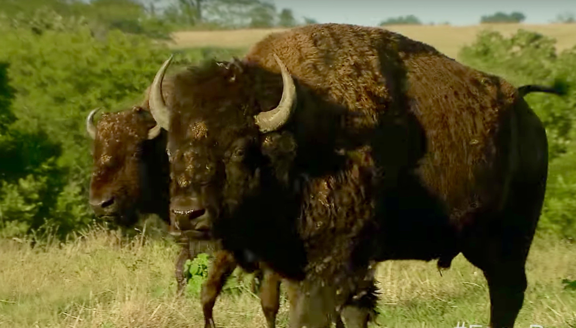 The New West: When ‘Action Jackson’ turned buffalo rancher | Explore ...