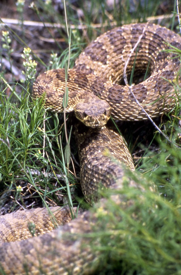 Staying safe in rattlesnake habitat | Explore Big Sky