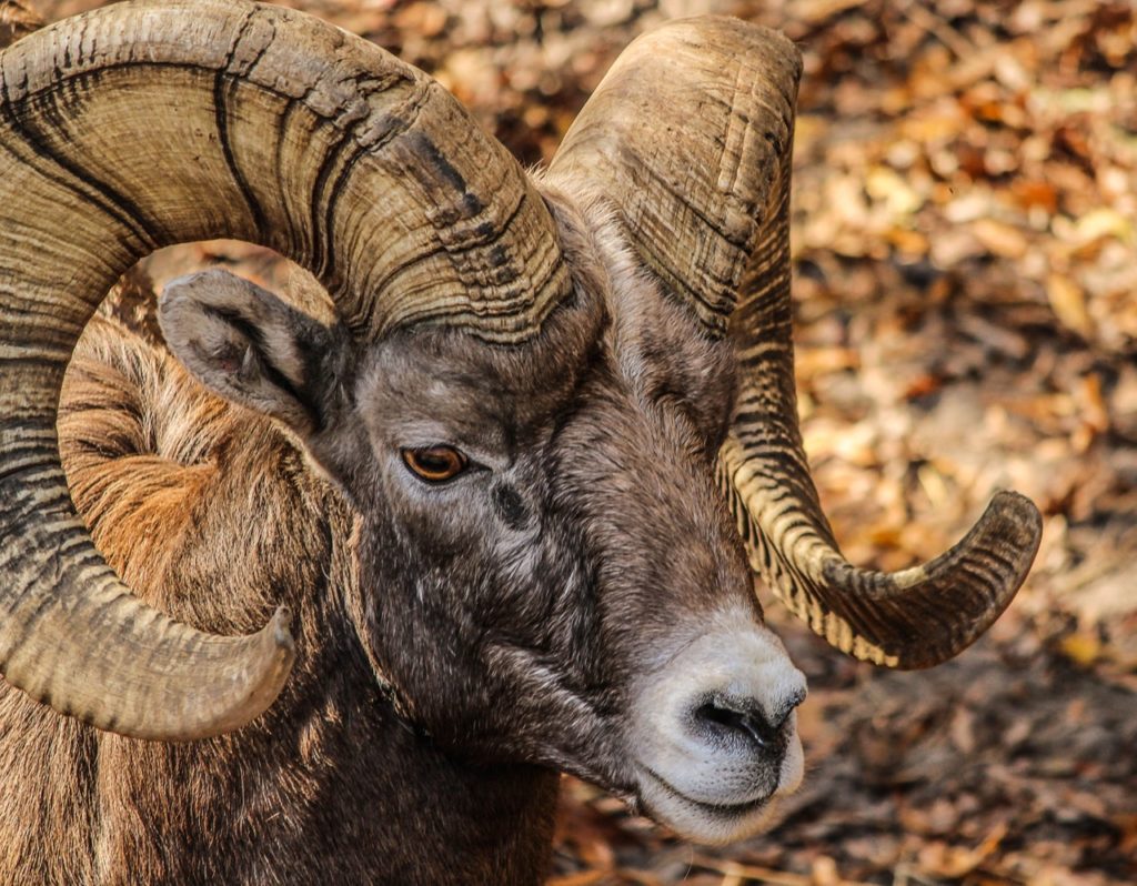 new-law-allows-recovery-of-bighorn-sheep-skulls-horns-explore-big-sky