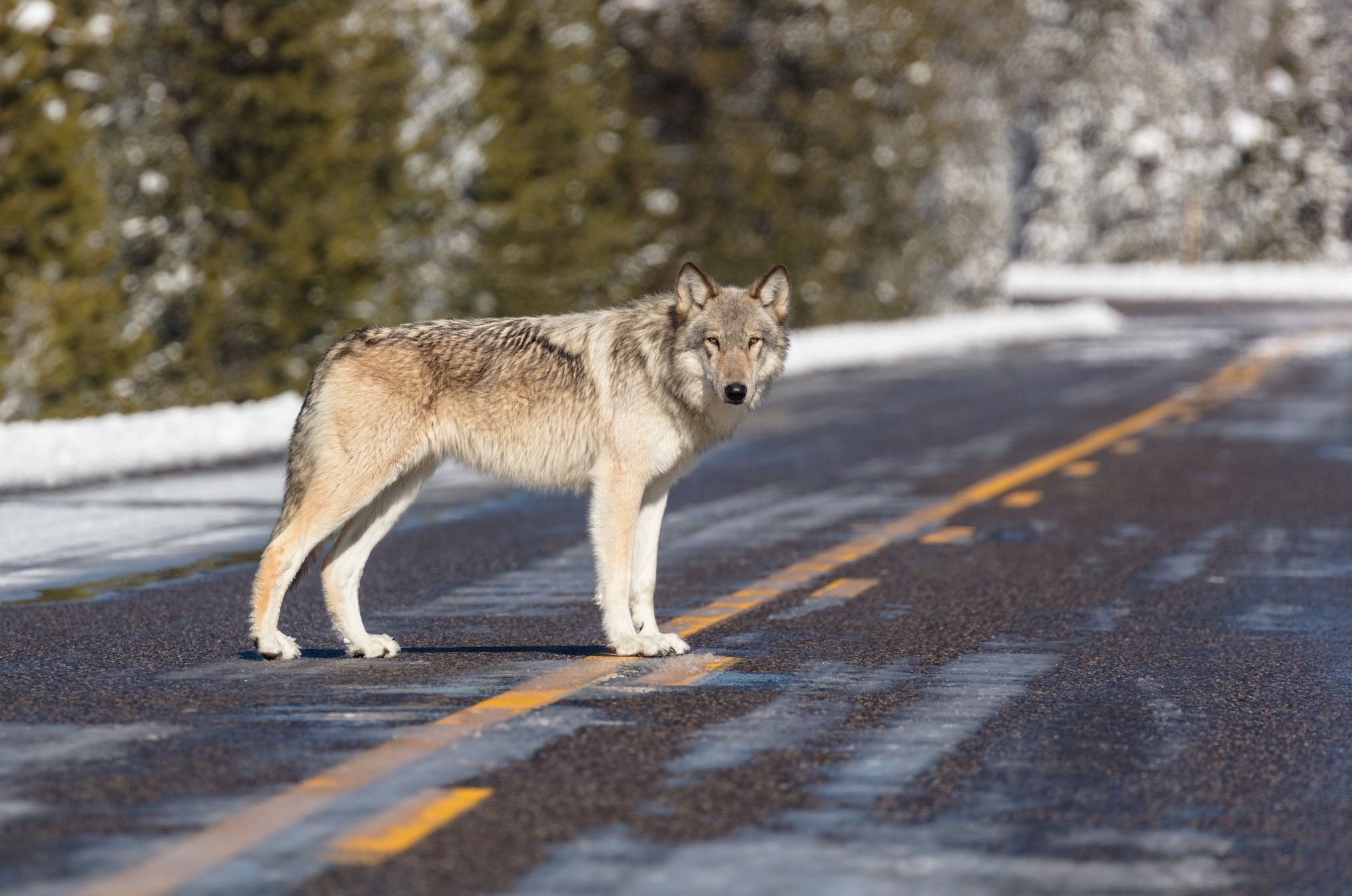 Accounting for Yellowstone wolves | Explore Big Sky