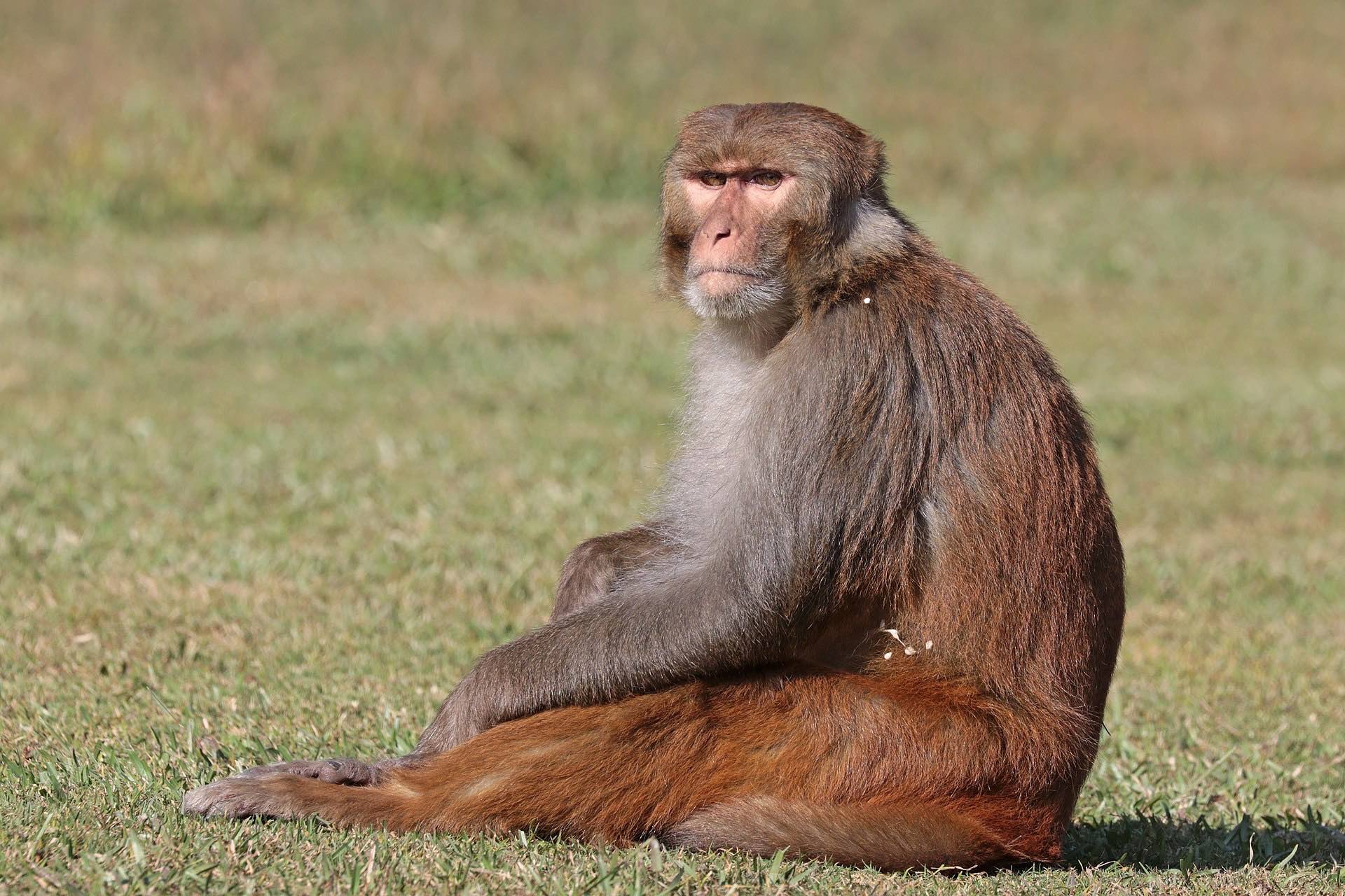 Promising COVID-19 vaccine tested on Montana monkeys | Explore Big Sky