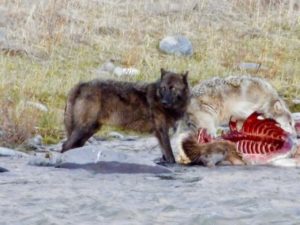 VIDEO: Two wolves eating an elk carcass in Big Sky | Explore Big Sky