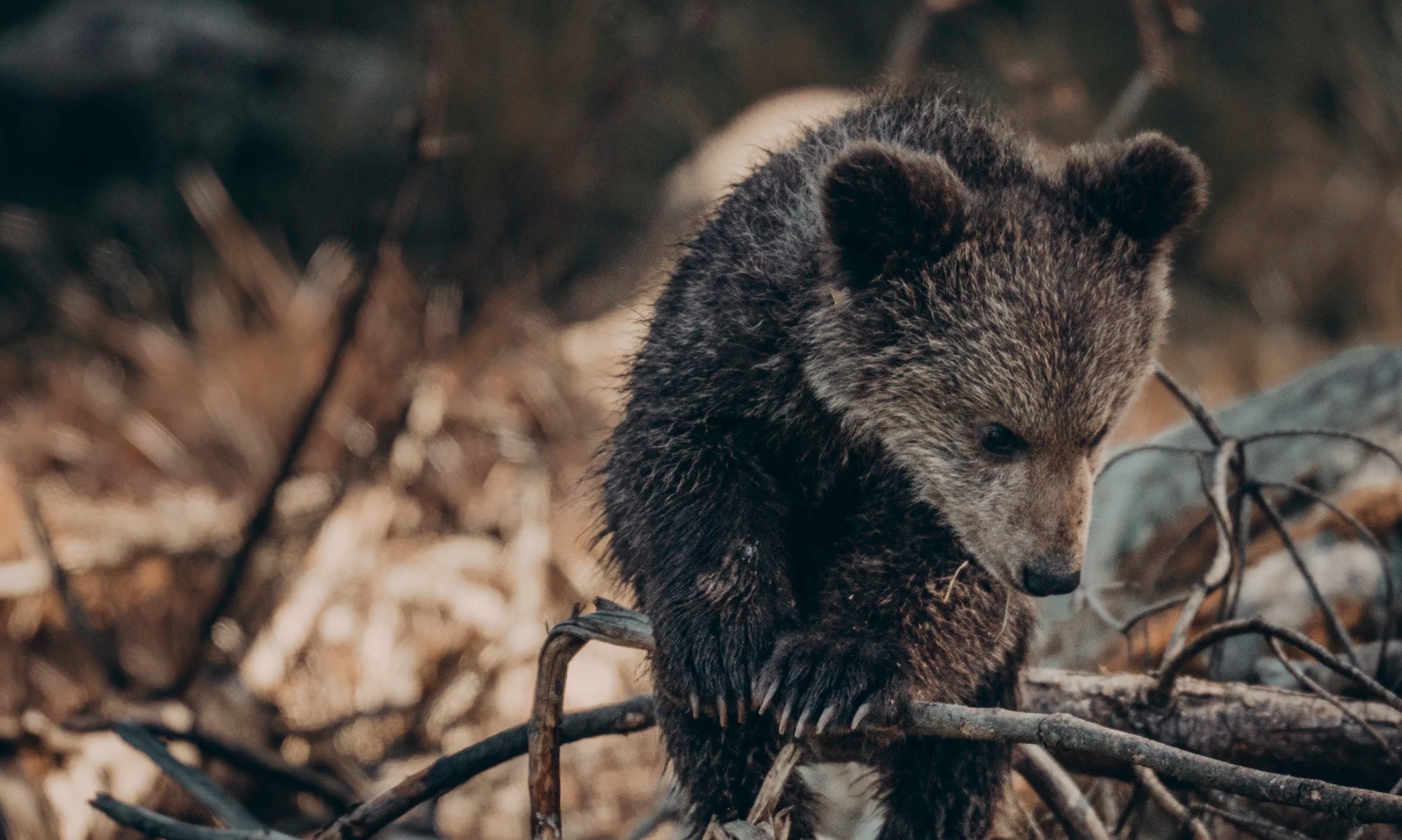 Zoo takes in orphaned brown bear cub from Alaska