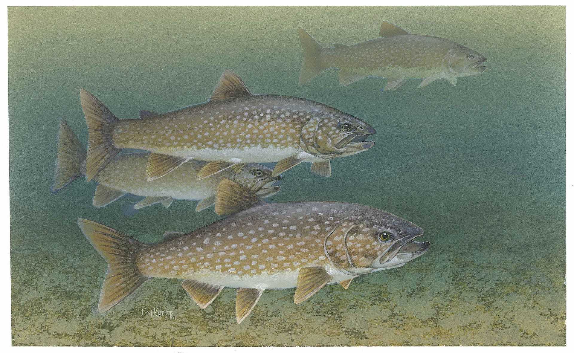 Nonnative brook trout discovered in Soda Butte Creek in