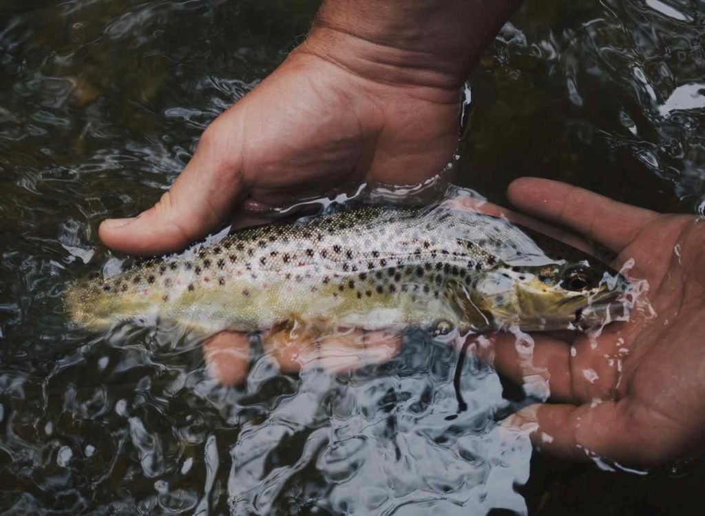 Montana Fish, Wildlife and Parks plan to poison fish in southwest