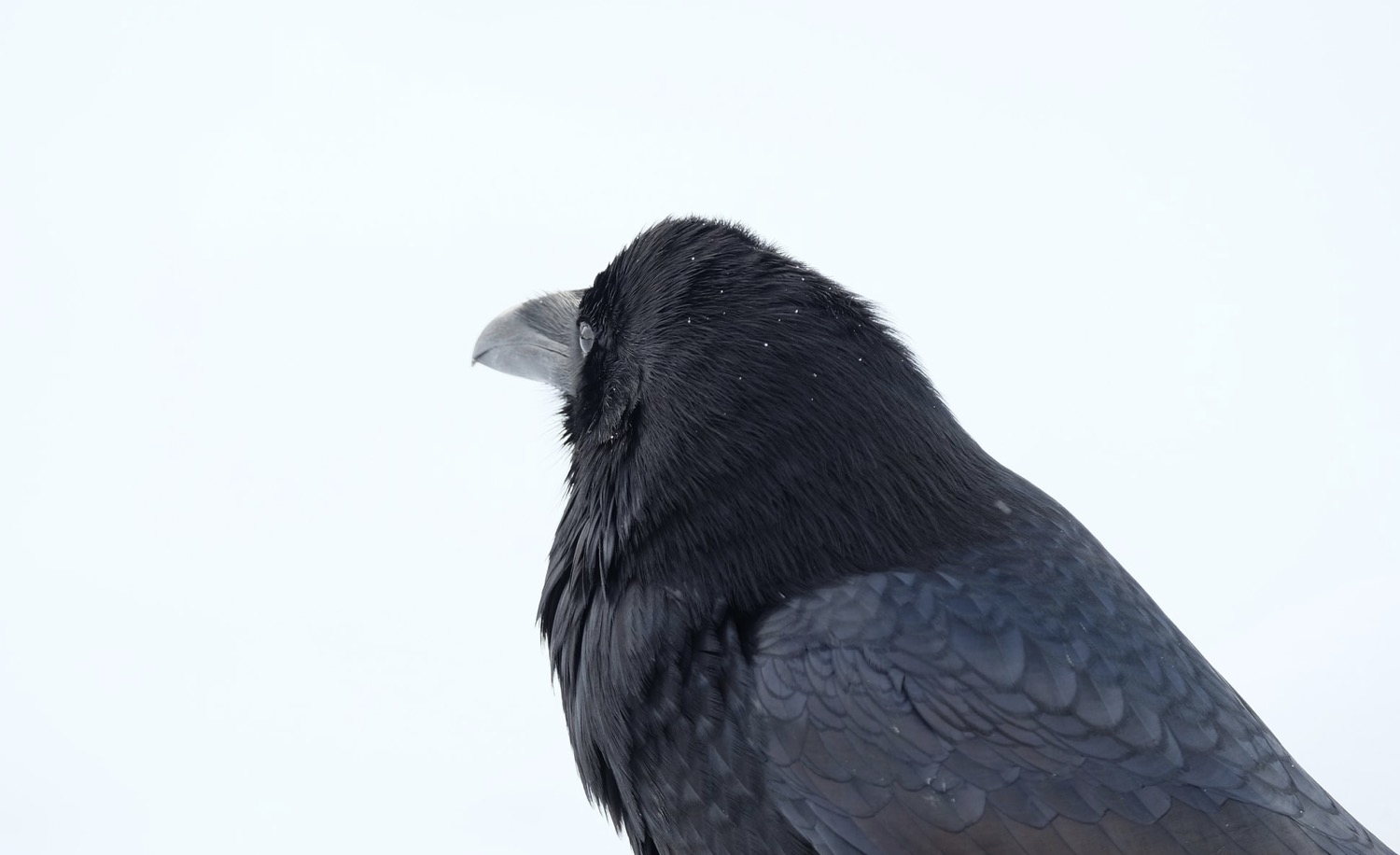 Roundup’s raven poop problem | Explore Big Sky