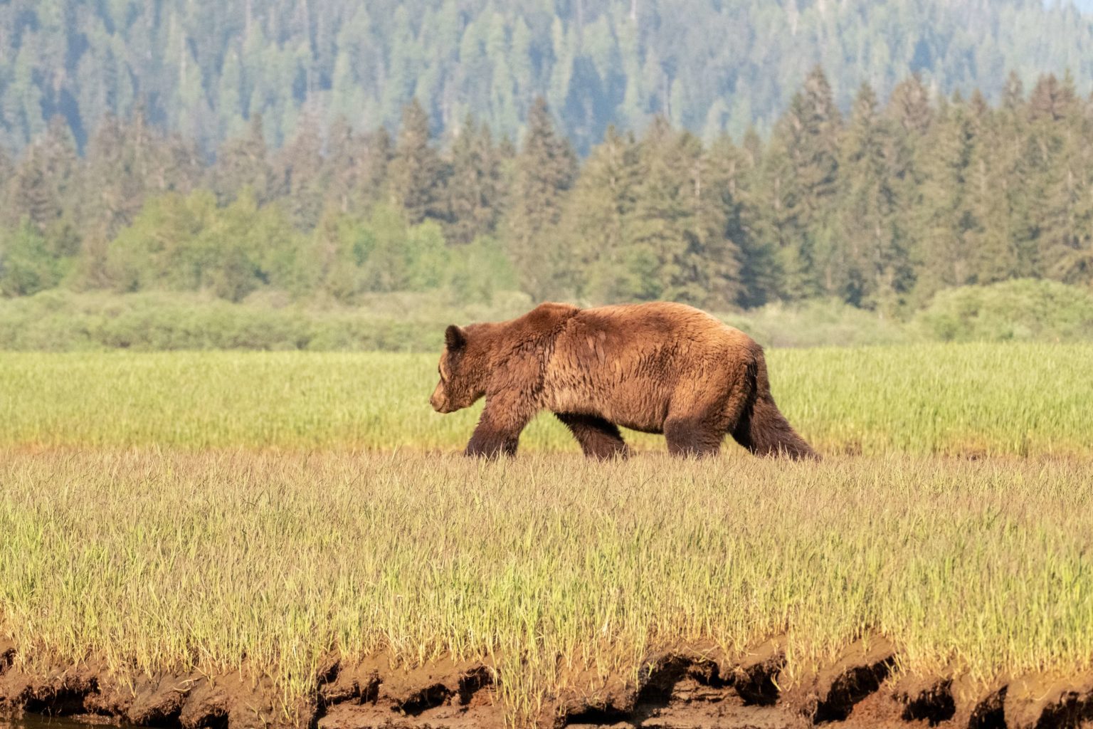 West Yellowstone bear attack prompts temporary forest closure Explore