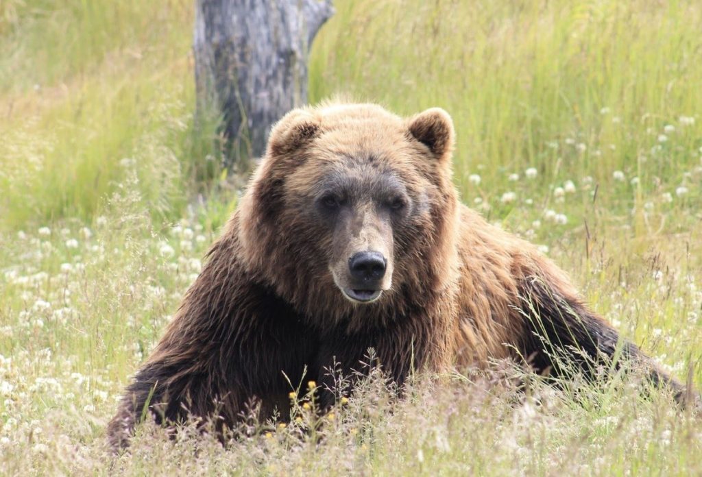 Biologists begin grizzly bear captures in Yellowstone National Park ...