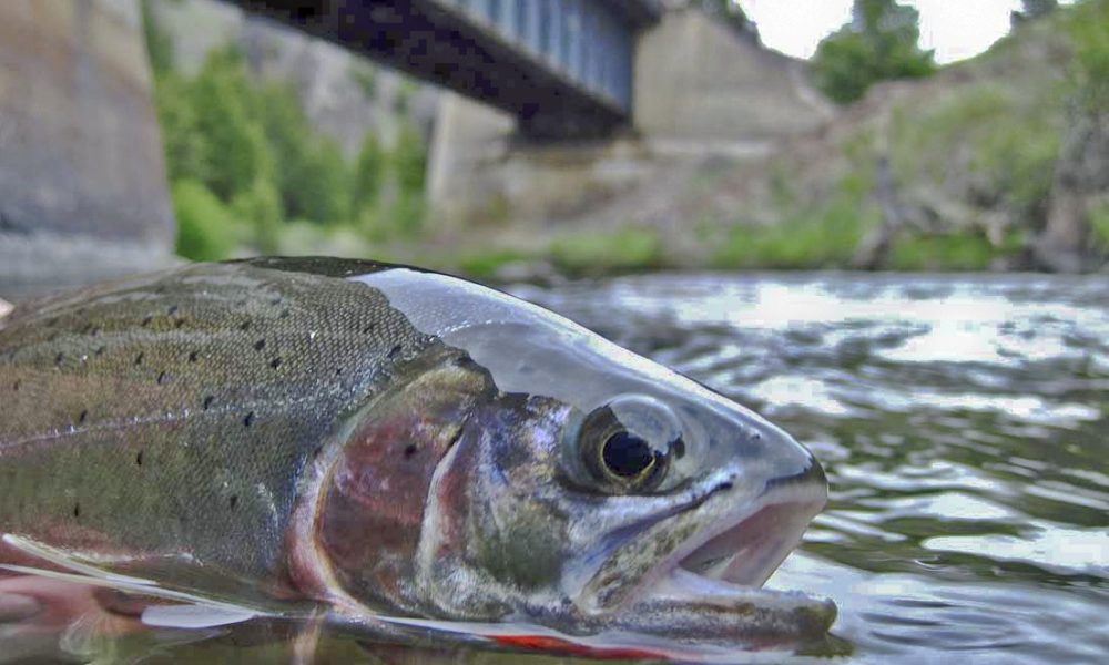 Tester secures more than $1.5 M for fish passage projects in Montana