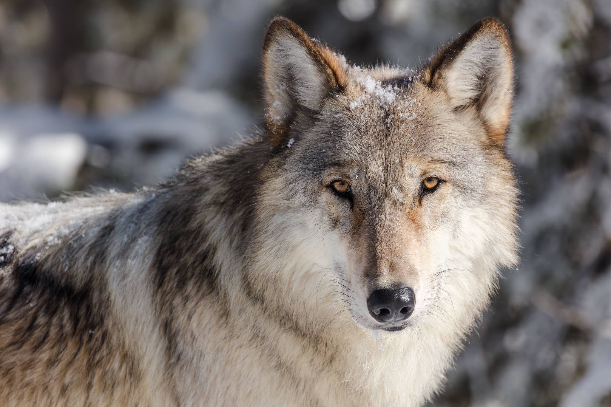 Montana judge restores Montana wolf hunting regulations | Explore Big Sky