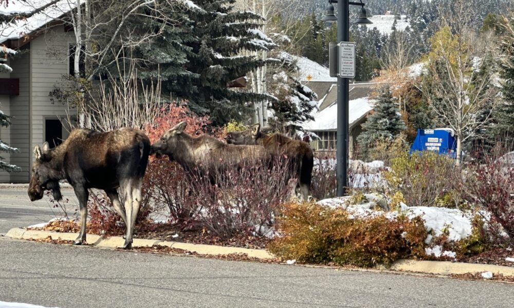 FWP investigating moose harassment incident in Big Sky | Explore Big Sky