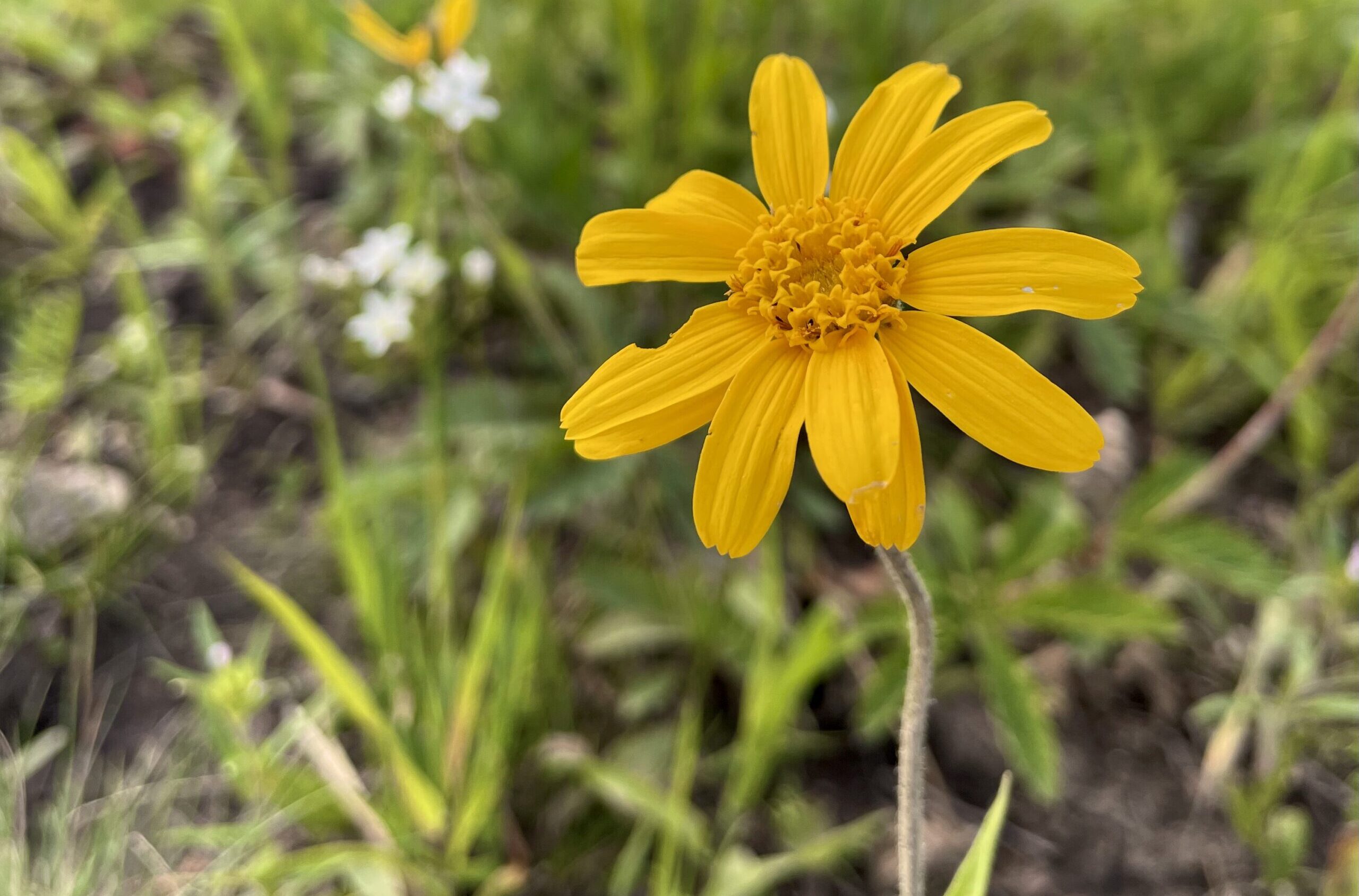 Preserving the beauty of Big Sky's wildflowers