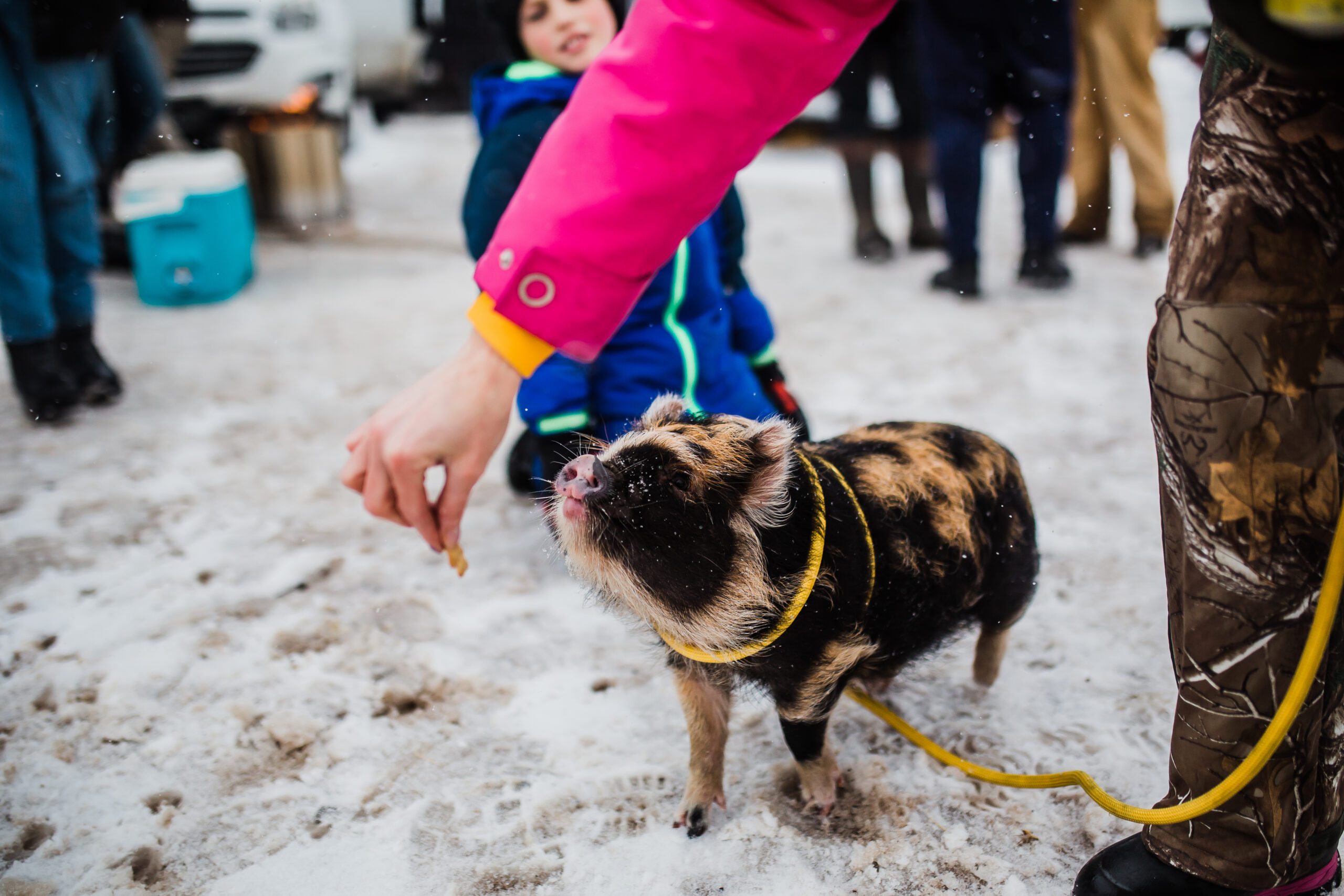 Best in the West Showdown A weekend of skijoring, stunts, live music