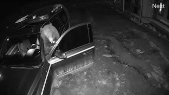 Black Bear Raids Vehicle