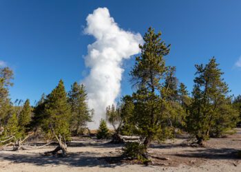 Steamboat Geyser eruption seen through the trees in Yellowstone National Park on September 17, 2018. PHOTO BY JACOB W. FRANK